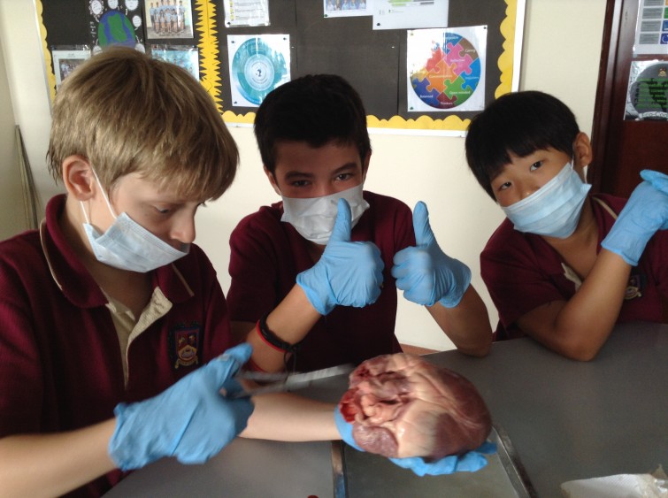 dissection 2