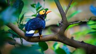 Second Place: A Sapphire Bird by Jerry Qiu, 8, Nord Anglia International School Hong Kong