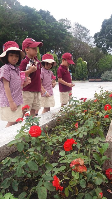 Dam Sen Park BIS HCMC Tu Xuong Primary Y6-6