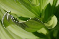 Runner Up: Wavy Leaf by Chloe Hanrahan, 10, British International School of Houston