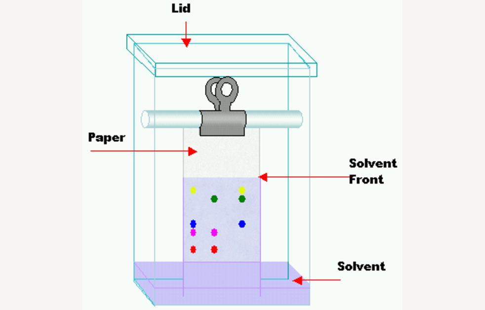 Year 7 Chromatography