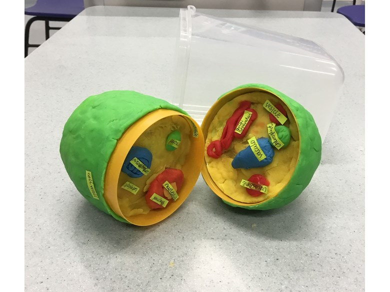 Year 7 Science project - 3D models of animal and plant cells