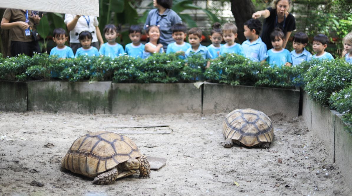 Meet the STA shell-ebrities: Amber and Neo - Amber and Neo