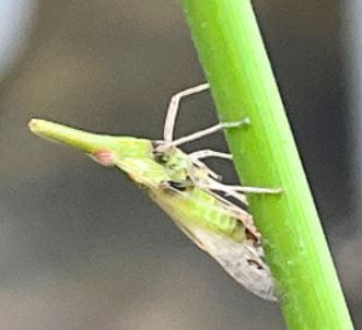 “Bucket Rice” - Cultivation of Thai Jasmine Rice - Bucket-Rice
