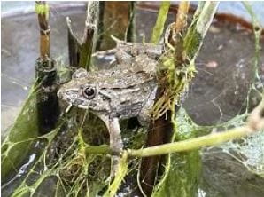 “Bucket Rice” - Cultivation of Thai Jasmine Rice - Bucket-Rice