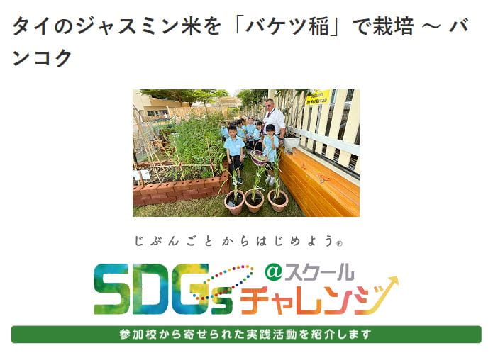 “Bucket Rice” - Cultivation of Thai Jasmine Rice - Bucket-Rice