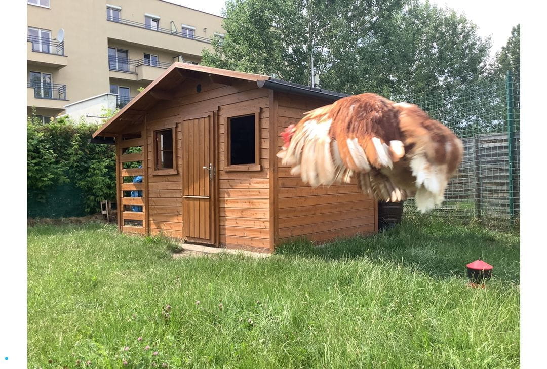 Year 5 and 6 iPad Photography Club - Year 5 and 6 iPad Photography Club