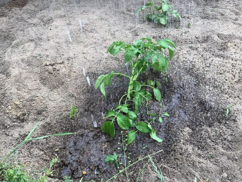 Year 5 and 6 iPad Photography Club - Year 5 and 6 iPad Photography Club